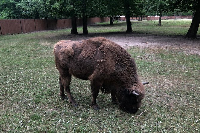 Białowieża Forest Unesco World Heritage Tour Packages (Native English Speaker) - What $98 Buys You Here, and When It Feels Like a Deal