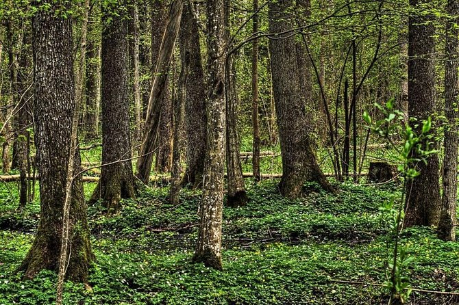Bialowieza National Park Small Group Tour from Warsaw with Lunch included - Key things to know before you go