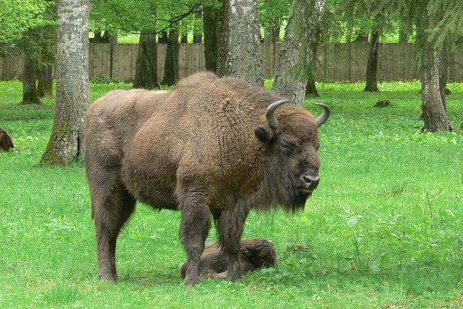 Bialowieza National Park Small Group Tour from Warsaw with Lunch included - From Warsaw to the Oldest Protected Forest in Europe