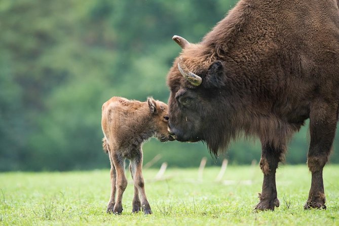 Bialowieza National Park Small Group Tour from Warsaw with Lunch included - Weather, What to Wear, and Wildlife Expectations