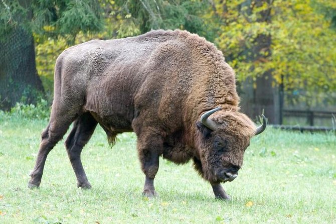 Bialowieza National Park Small Group Tour from Warsaw with Lunch included - Strict Protection Reserve: 3 Hours in Bialowieza Forest