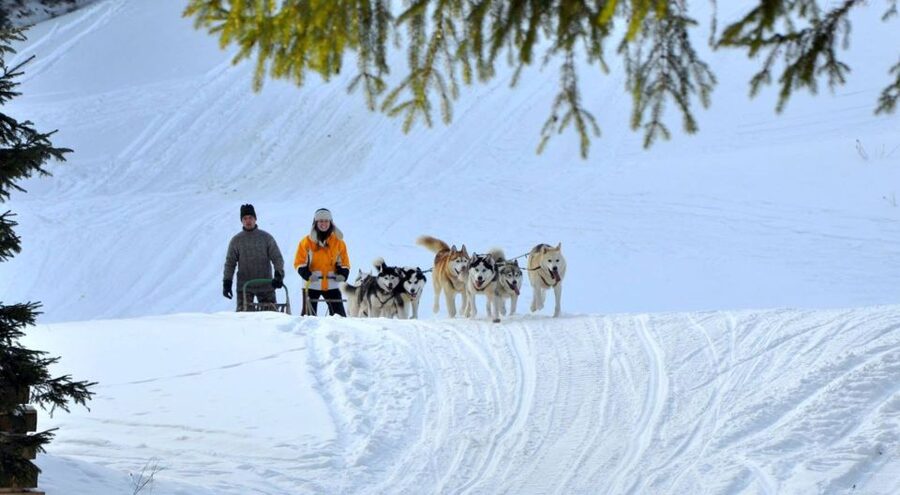 From Krakow: Dogsled Ride in Tatra Mountain - Key Points You Should Know