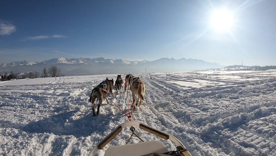From Krakow: Dogsled Ride in Tatra Mountain - Practical Tips for a Warmer, Smoother Husky Day
