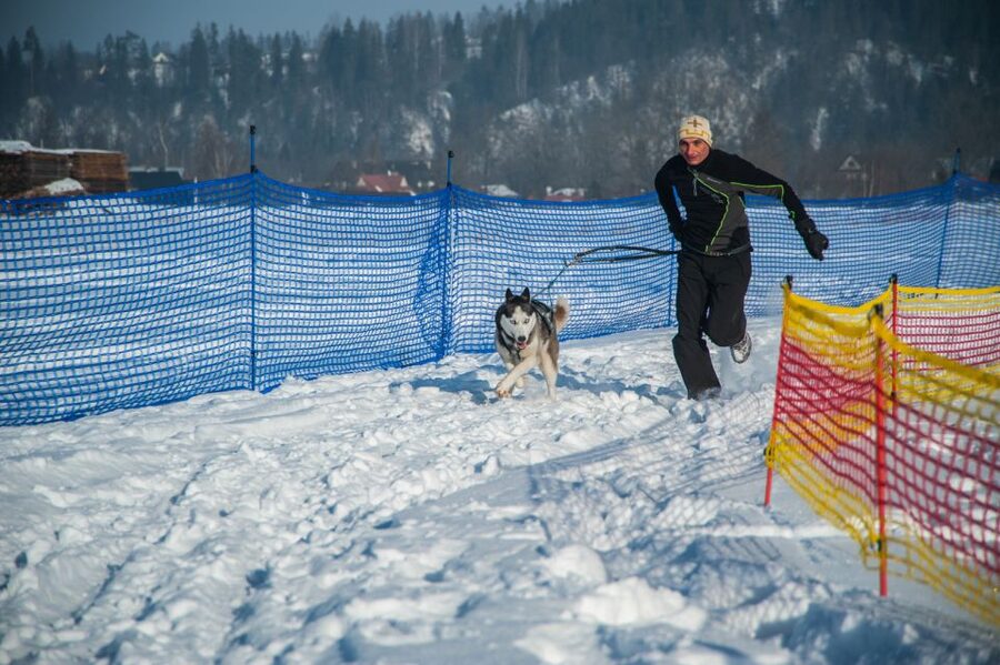 From Krakow: Dogsled Ride in Tatra Mountain - Door to Door Krakow Pickup and the Countryside Drive