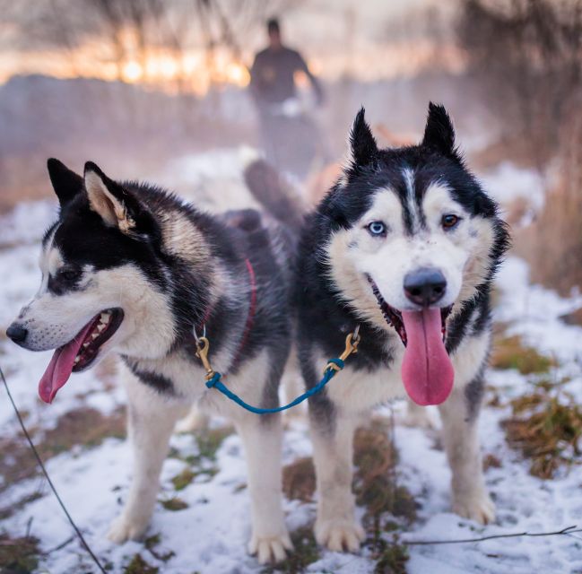 From Krakow: Dogsled Ride in Tatra Mountain - Husky Reserve Time: Meeting the Team Before You Ride