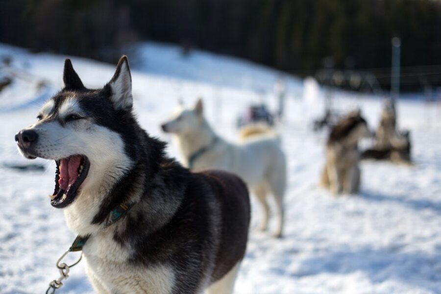 From Krakow: Dogsled Ride in Tatra Mountain - Chocholowska Valley Winter Beauty and the Scenic Stops