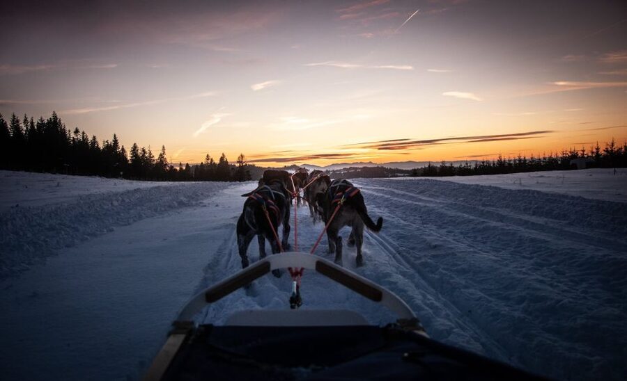 From Krakow: Dogsled Ride in Tatra Mountain - Timing, Weather, and Why Your Day Can Feel Very Different