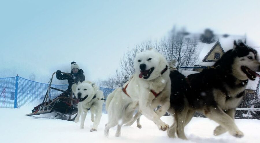 From Krakow: Dogsled Ride in Tatra Mountain - Who This Tour Suits Best (and Who Should Skip It)