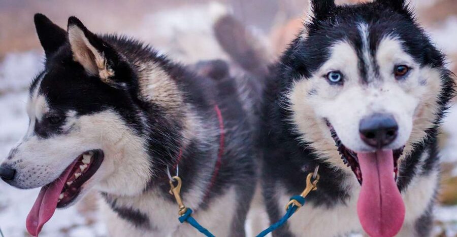 From Krakow: Dogsled Ride in Tatra Mountain - Tatra Winter Briefing: Gear Rules and How the Ride Works
