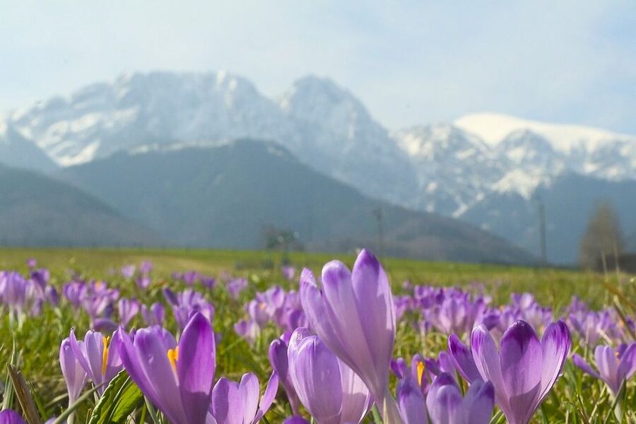 From Krakow: Full-Day Tour of Zakopane and Tatra Mountains - The oldest mountain hut, cheese tasting, and how to handle it