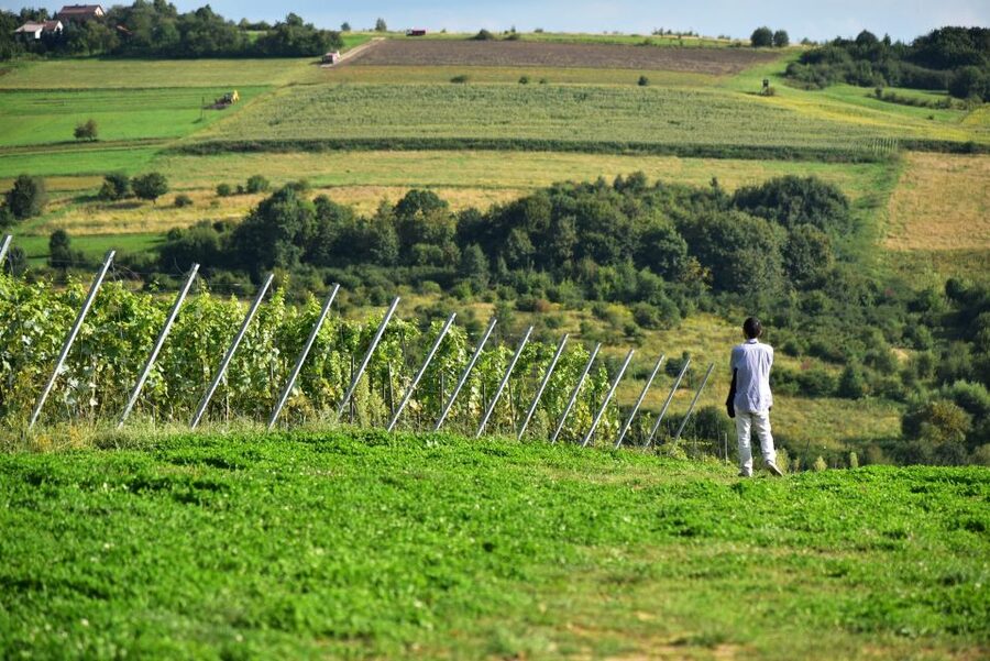 From Krakow: Wine Tasting at Vineyard - Practical Tips Before You Go (So the Day Runs Smooth)