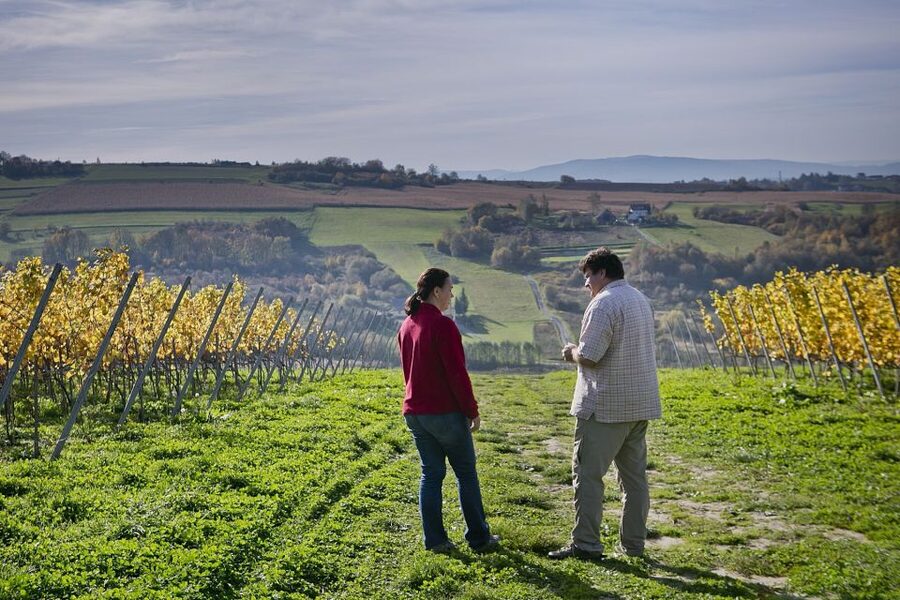 From Krakow: Wine Tasting at Vineyard - The History Lesson: Winemaking in Lesser Poland, Made Practical