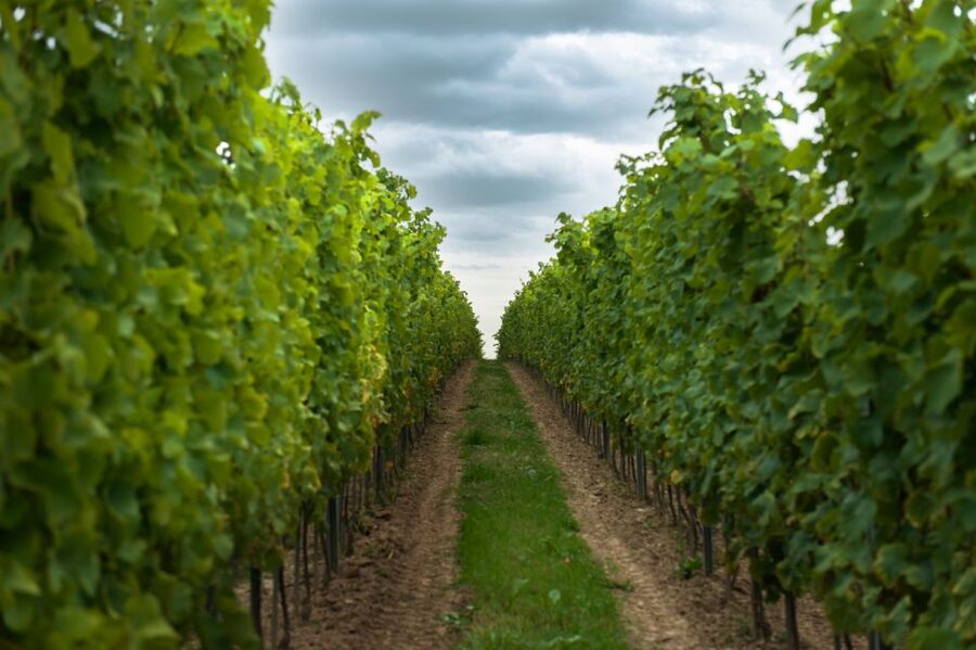 From Krakow: Wine Tasting at Vineyard - Who This Tour Suits Best, and Who Should Skip It