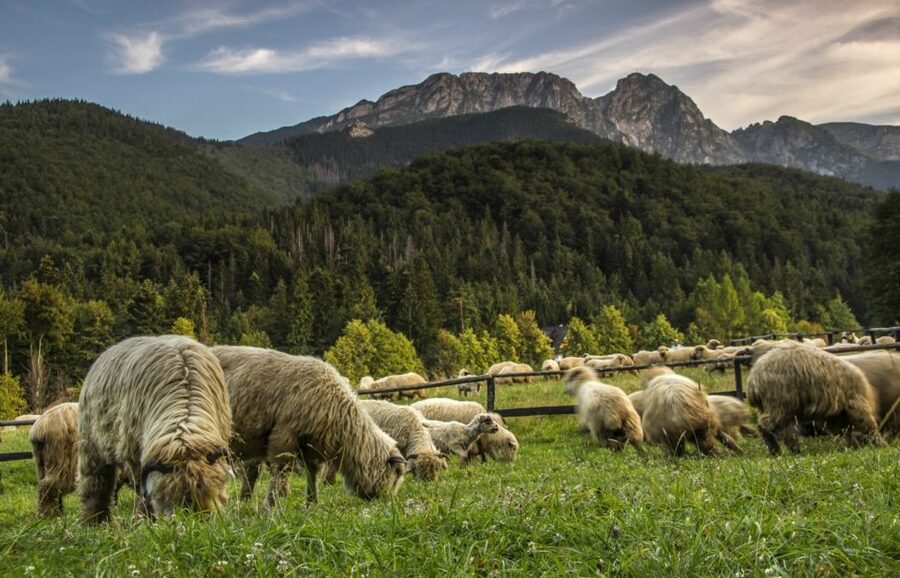 From Krakow: Zakopane & Hot Thermal Springs Private Tour - Witów and the Bacówka cheese stop: the tasting that drives the whole schedule
