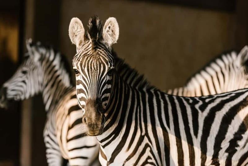 From Krakow: Zoo Trip with Private Luxury Transfer - Key highlights to notice before you go