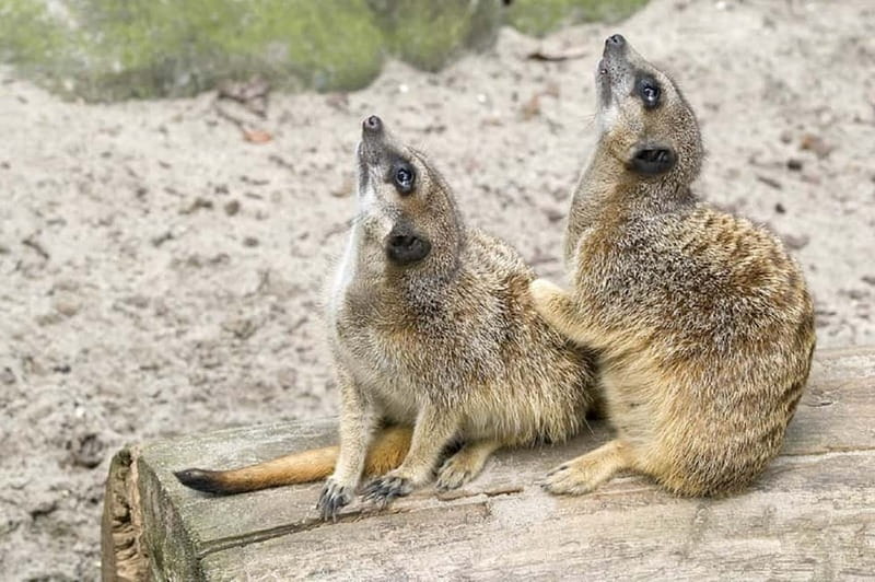 From Krakow: Zoo Trip with Private Luxury Transfer - Krakow Zoo in Wolski Forest: why the location matters