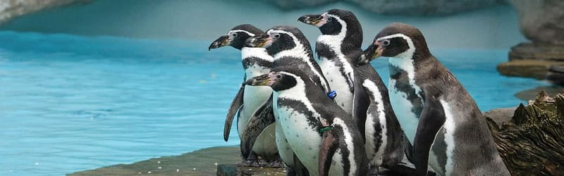 From Krakow: Zoo Trip with Private Luxury Transfer - The 2.5-hour plan: pickup, zoo entry, and self-paced exploring