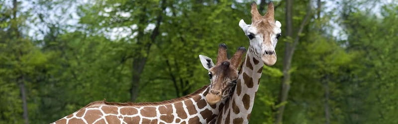 From Krakow: Zoo Trip with Private Luxury Transfer - Pricing and value: is $102 fair for this setup?