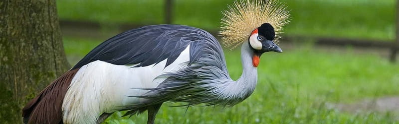 From Krakow: Zoo Trip with Private Luxury Transfer - Who this trip suits best (and who should reconsider)