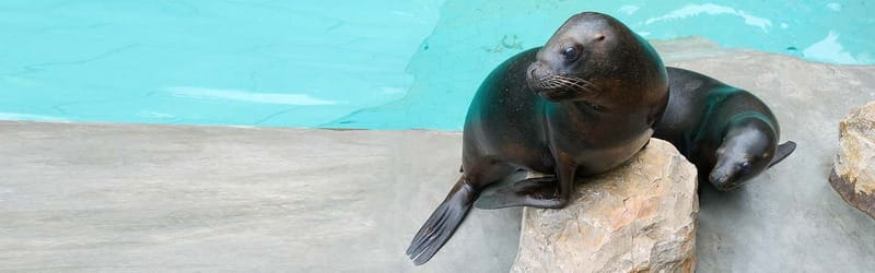 From Krakow: Zoo Trip with Private Luxury Transfer - Practical tips to make your zoo walk easier
