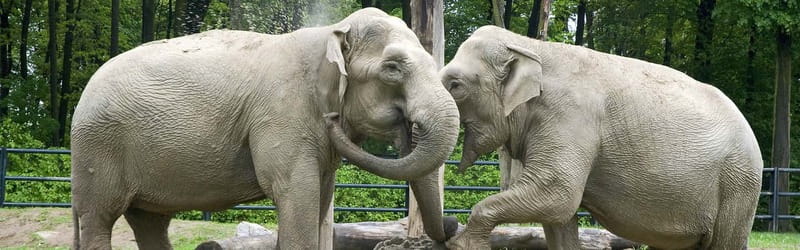 From Krakow: Zoo Trip with Private Luxury Transfer - What to do when you only have a couple hours