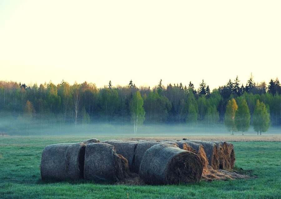 From Warsaw: Small-Group Tour to Bialowieza National Park - Should you book this tour?