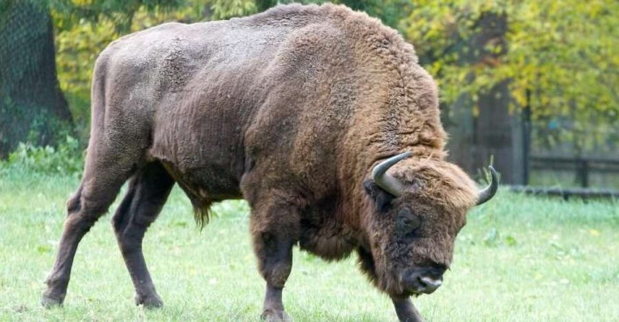 From Warsaw: Small-Group Tour to Bialowieza National Park - Why Białowieża feels different from other parks