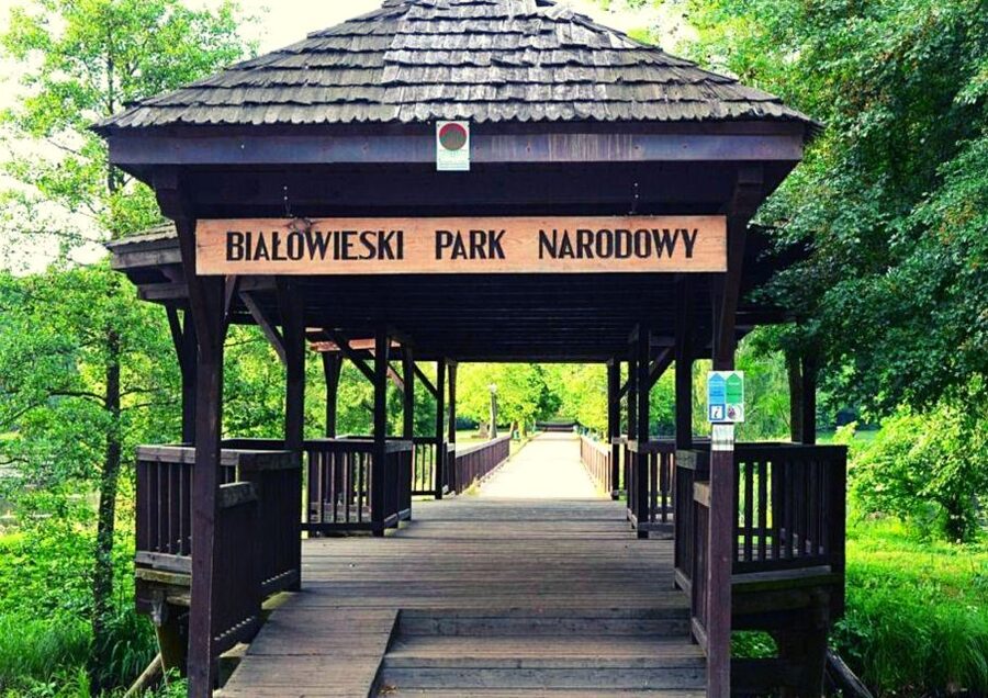 From Warsaw: Small-Group Tour to Bialowieza National Park - The strictly protected primeval forest walk, guide required
