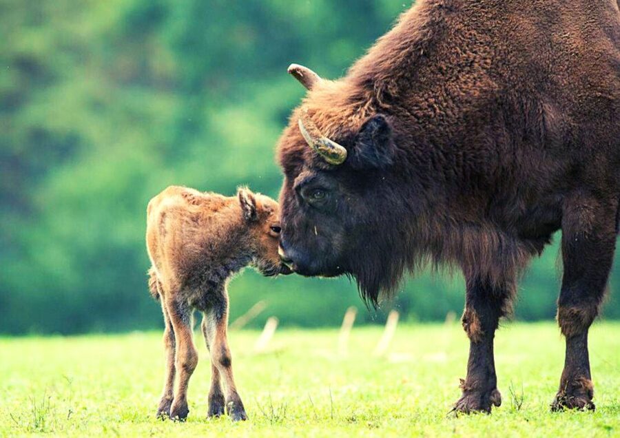 From Warsaw: Small-Group Tour to Bialowieza National Park - Bison show reserve and the semi-natural animal lineup