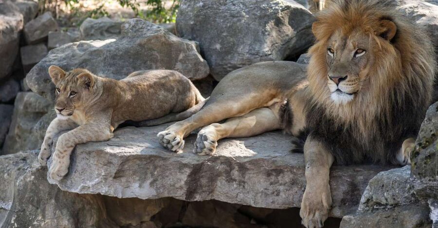 Gdansk: Oliwa Zoo with Tickets and Roundtrip Transportation - From your hotel in Gdansk to Oliwa Zoo, with the traffic removed