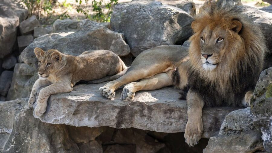 Gdansk: Oliwa Zoo with Tickets and Roundtrip Transportation - Oliwa Zoo on a big scale: what 125 ha feels like
