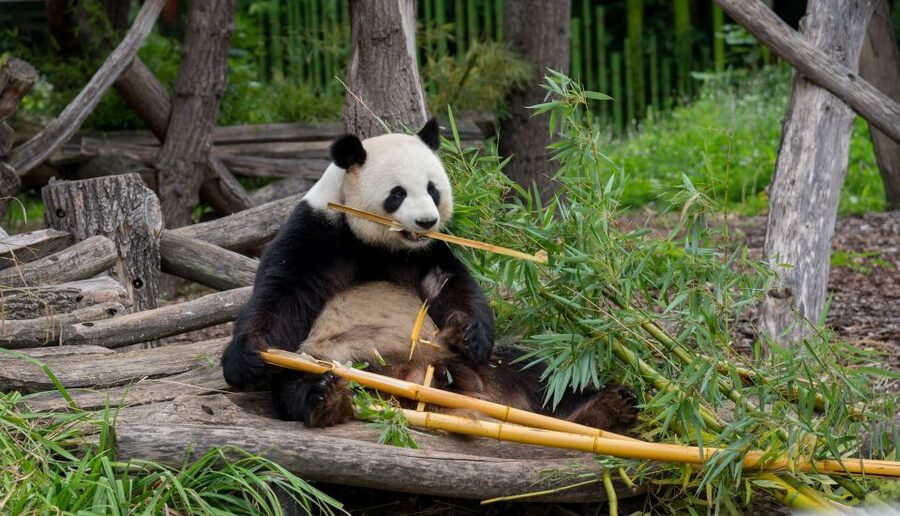 Gdansk: Oliwa Zoo with Tickets and Roundtrip Transportation - Practical tips for enjoying Oliwa Zoo without feeling rushed