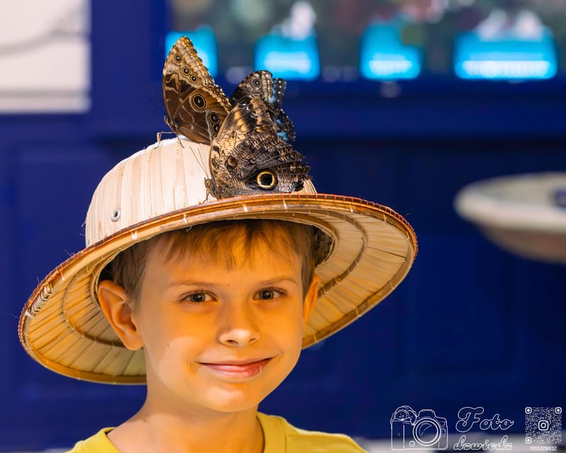 Krakow: Living Butterflies Museum ''House Of Attractions'' - Observation Points That Make the Viewing Easier
