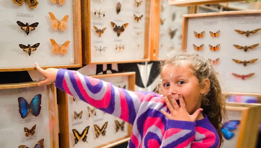 Krakow: Living Butterflies Museum ''House Of Attractions'' - When This Experience Is a Great Fit (and When It Might Not Be)