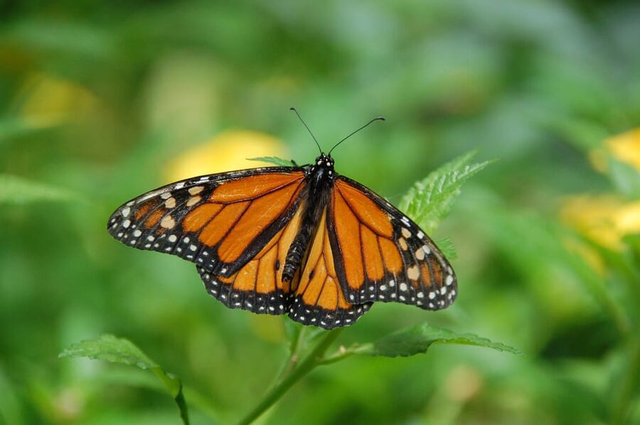 Krakow: Museum of Living Butterflies 2+1 - Key things to know before you go