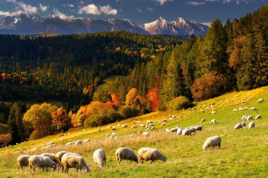 Krakow: Zakopane, Thermal Baths, Cable Car, Vodka, Oscypek - Key highlights worth planning around