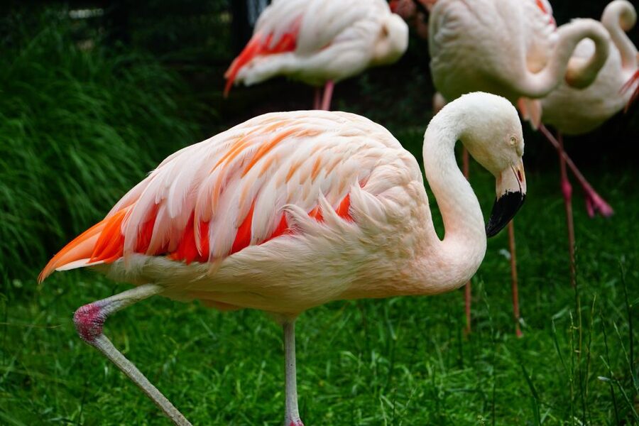 Krakow: Zoo Tour with Private Transport and Tickets - Private Pickup That Gets You Out of Krakow Fast