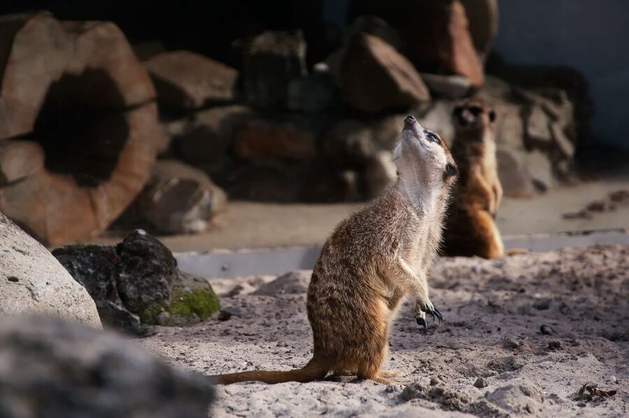 Krakow: Zoo Tour with Private Transport and Tickets - The Animal Lineup: From Bongo Antelopes to Pygmy Hippos