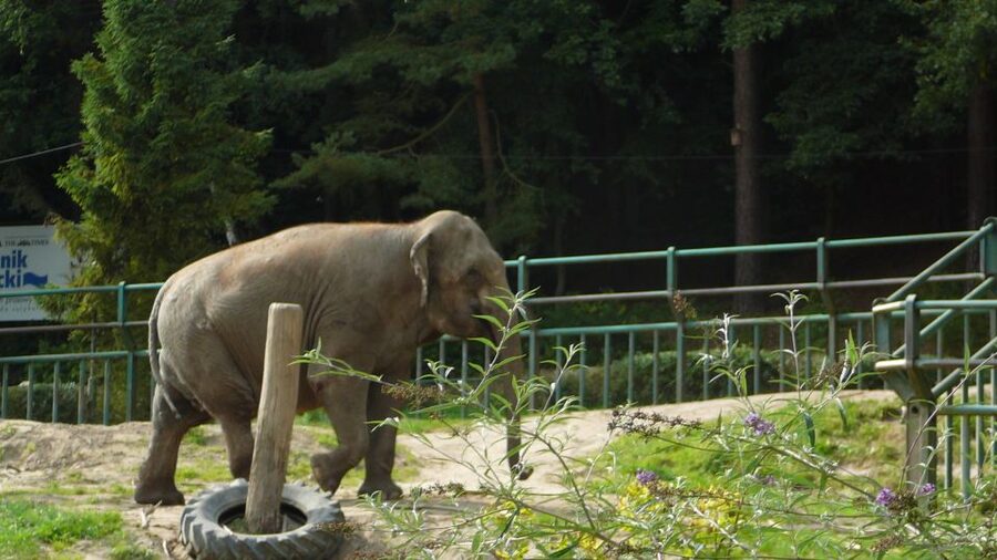 Krakow: Zoo Tour with Private Transport and Tickets - Skip-the-Line Entry, So Your Zoo Time Starts Sooner