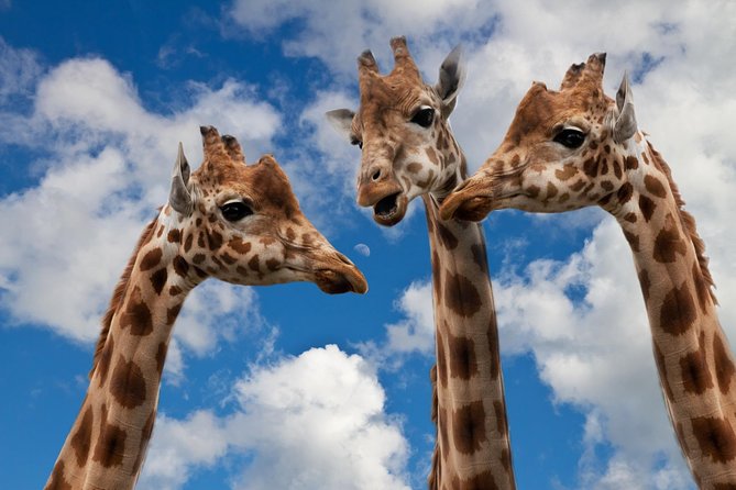 Krakow: Zoo with Hotel Transfer - Key highlights to look for