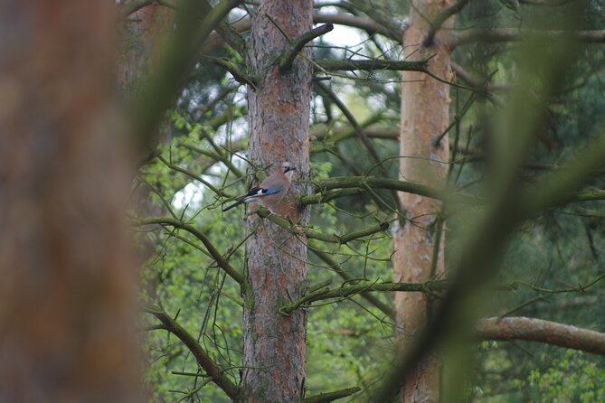 Nature Walk and Wildlife Tour in Sobieszewo Island - Stop 2: Wieża Obserwacyjna Nr 2 in Ptasim Raju, the bay of Gdańsk