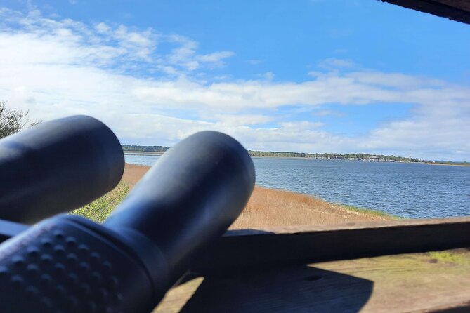 Nature Walk and Wildlife Tour in Sobieszewo Island - Stop 4: Plaża 19 in Gdańsk, where sea birds and raptors come into play