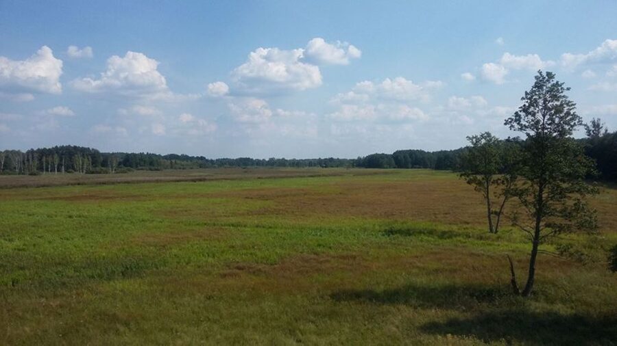 Warsaw: Bialowieza National Park and European Bison Tour - What’s Included, What’s Not, and How to Budget Smart