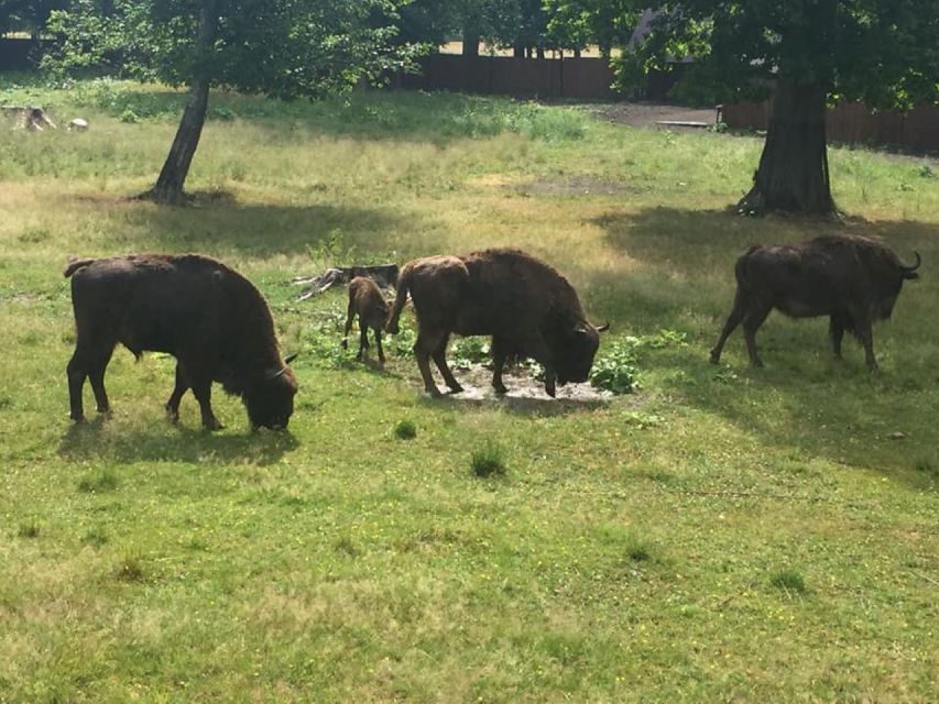 Warsaw: Bialowieza National Park and European Bison Tour - From Warsaw to Białowieża Village: Settling Into the Forest