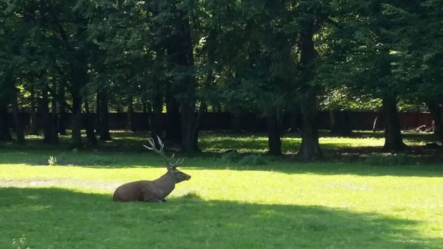 Warsaw: Bialowieza National Park and European Bison Tour - Timing the Day: How a 12-Hour Tour Stays Comfortable