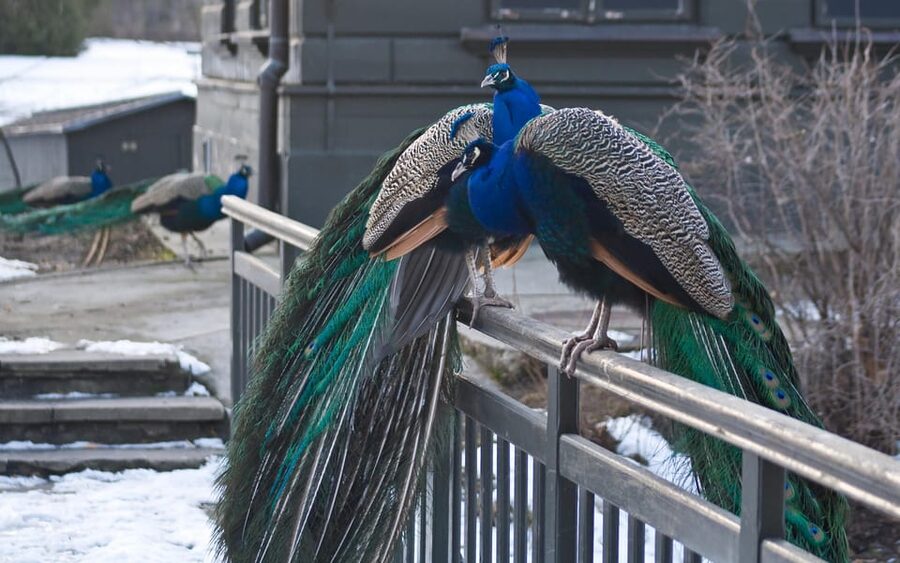Warsaw Zoo Skip-the-Line Entry Ticket with Private Transport - Key points to notice before you go