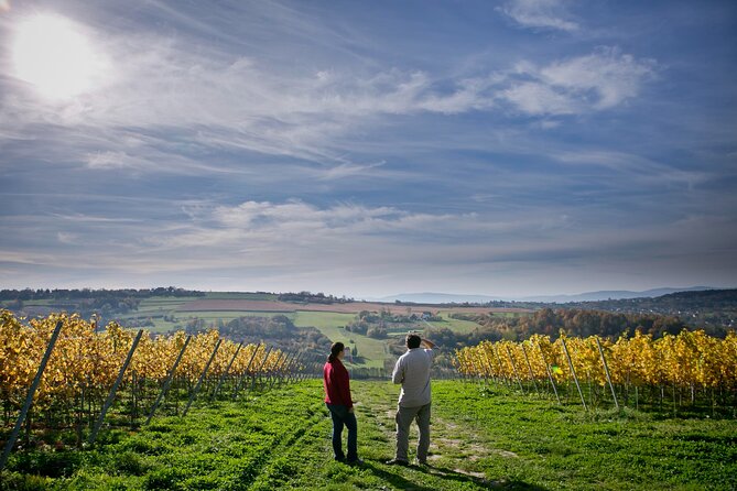 Wieliczka Vineyard: Wine tasting with local snacks - Key highlights