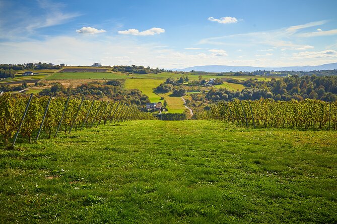 Wieliczka Vineyard: Wine tasting with local snacks - The 90-minute plan: walk, picnic tent pause, then taste 4 wines
