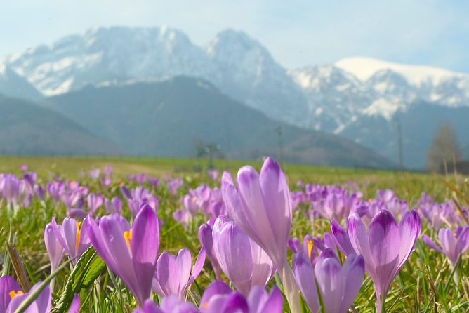 Zakopane and Tatras Mountains Day Tour from Krakow - Zakopane old architecture and the Witkacy detail you should not skip