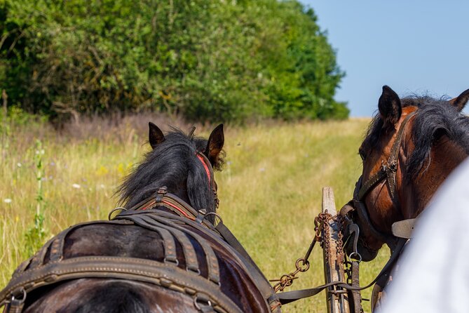 Zakopane Horse-Drawn Rides with Local Guide and Food Tasting - A Few Things to Consider Before You Book